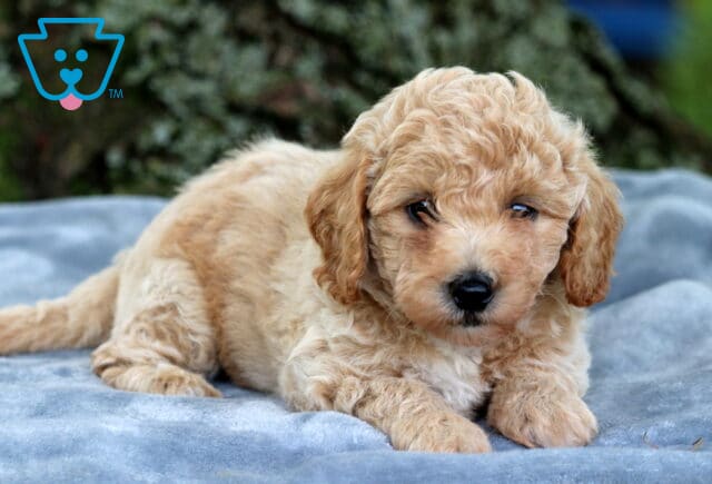 Light apricot Bichpoo puppy with soft, curly fur and a white patch on its chest, lying on a gray blanket and looking gently at the camera in an outdoor setting. image