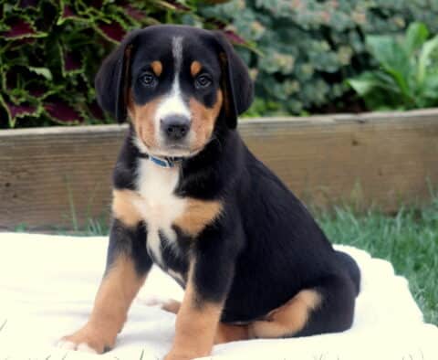 Greater Swiss Mountain Dog puppy sitting on a white blanket in the grass, wearing a blue collar and looking attentively at the camera with a calm expression.
