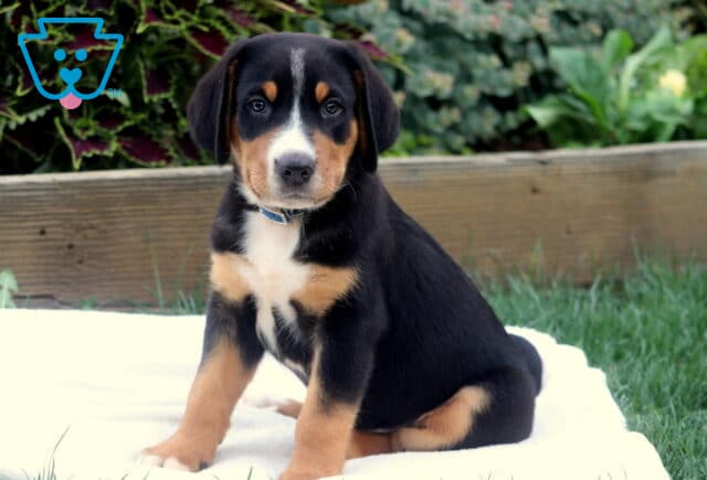 Greater Swiss Mountain Dog puppy sitting on a white blanket in the grass, wearing a blue collar and looking attentively at the camera with a calm expression. image