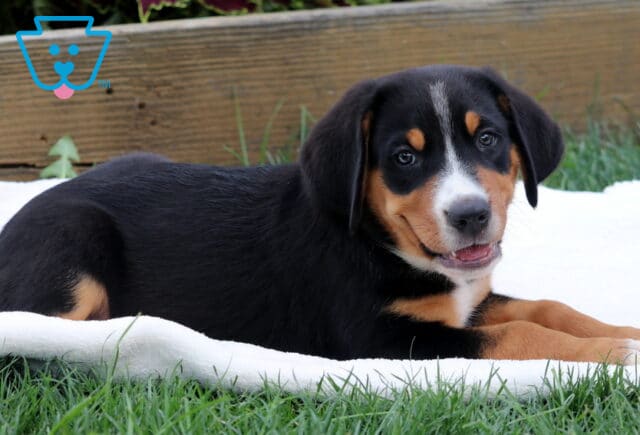Greater Swiss Mountain Dog puppy lying on a white blanket in the grass, looking back at the camera with a happy expression and slightly open mouth. image