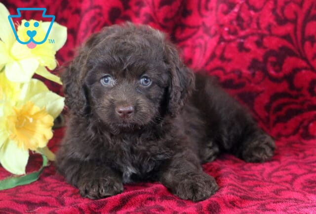Braxton Cockapoo image