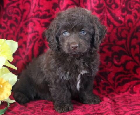 Braxton Cockapoo2