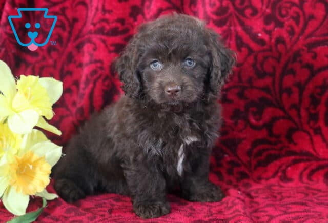 Braxton Cockapoo2 image