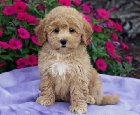 Apricot-colored Bichpoo puppy with a white chest sitting on a lavender blanket, backed by a vibrant bed of pink and purple flowers.