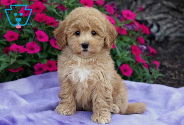 Apricot-colored Bichpoo puppy with a white chest sitting on a lavender blanket, backed by a vibrant bed of pink and purple flowers. image
