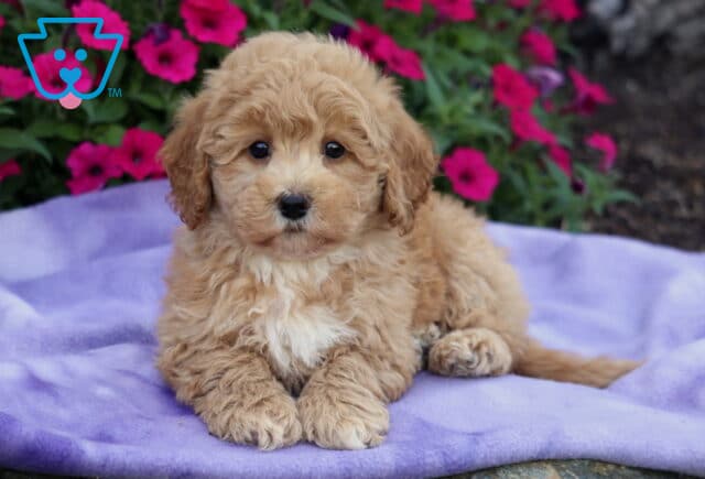 Fluffy apricot Bichpoo puppy with a white chest lying on a soft lavender blanket, surrounded by bright pink flowers. image