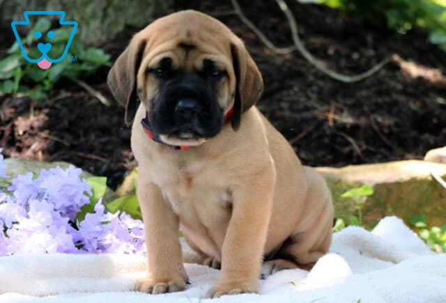 Fawn English Mastiff puppy with a black mask and red collar sitting on a white blanket next to light purple flowers, in front of a garden backdrop. image