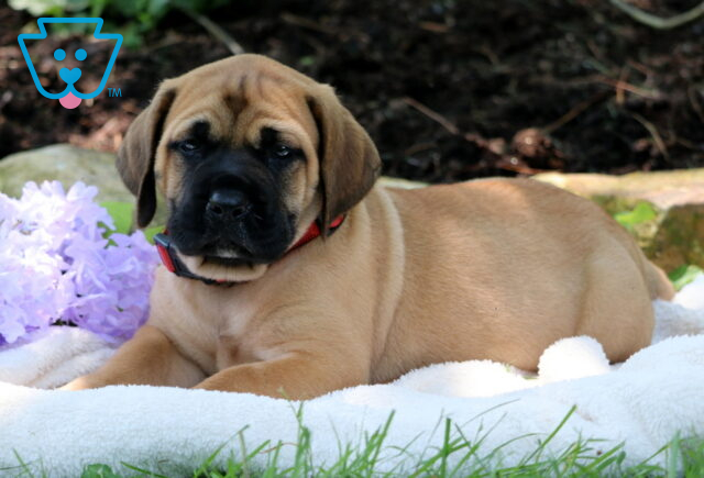 Fawn English Mastiff puppy with a black mask and red collar lying on a soft white blanket beside purple flowers, in a shaded garden setting. image