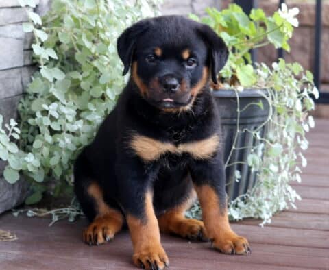 Breeze Rottie