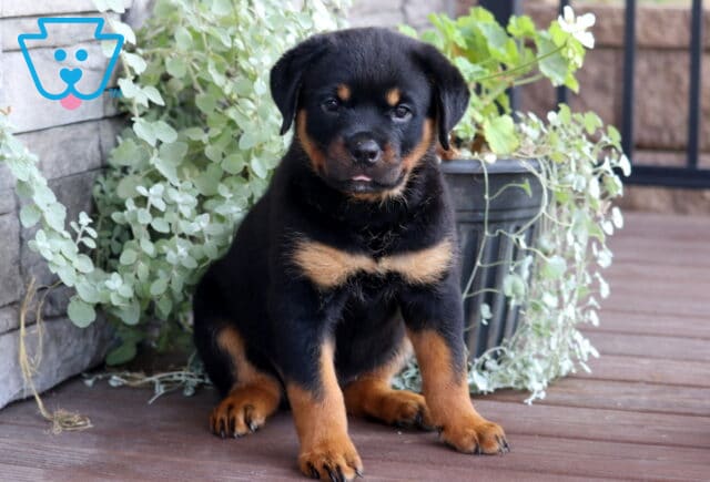 Adorable Rottweiler puppy sitting alertly on a wooden deck in front of a leafy green plant, looking straight at the camera with a curious expression. image