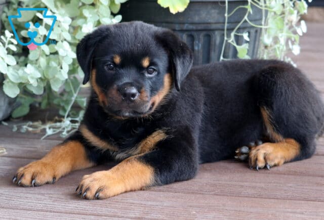 Sweet Rottweiler puppy lying down on a wooden deck, resting comfortably near green foliage and gazing softly at the camera. image