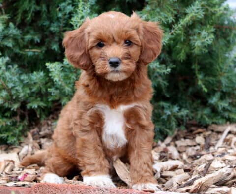 Bri Mini Goldendoodle
