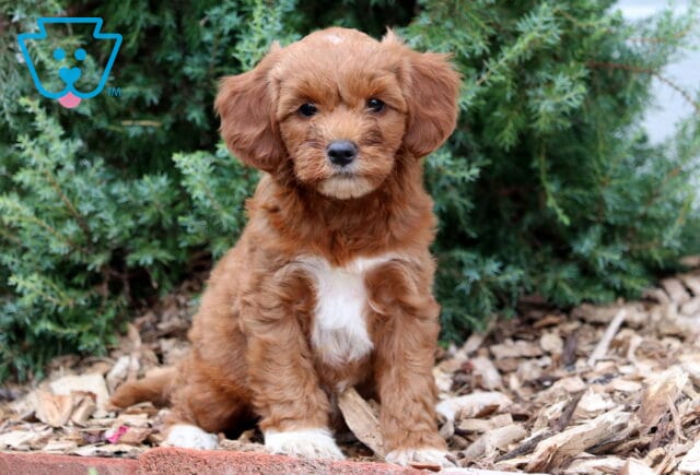 Cute Mini Goldendoodle puppy with a wavy red coat and white markings on its chest and paws, sitting on mulch in front of green shrubs. image