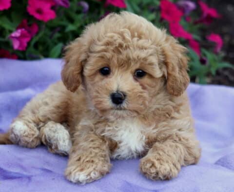 Adorable curly-coated tan Bichpoo puppy with white paws and chest, lying on a purple blanket with vibrant pink flowers in the background.