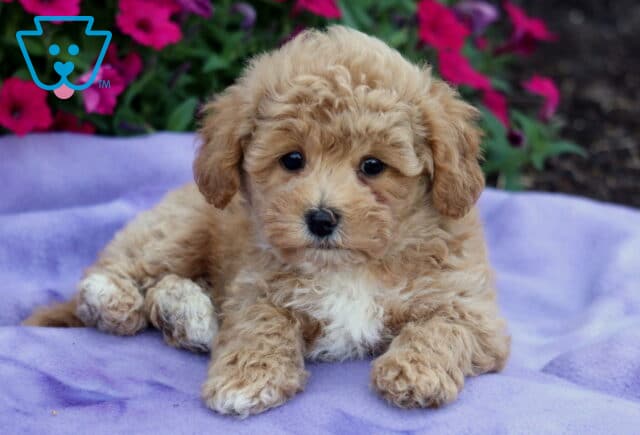 Adorable curly-coated tan Bichpoo puppy with white paws and chest, lying on a purple blanket with vibrant pink flowers in the background. image