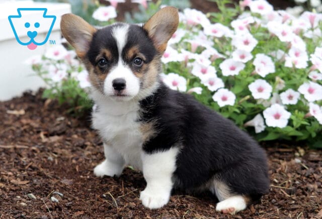 Brittany Corgi image