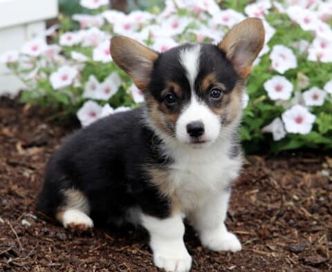 Brittany Corgi2