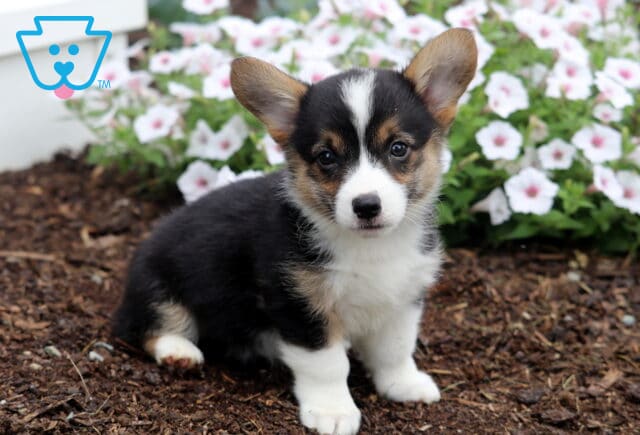 Brittany Corgi2 image