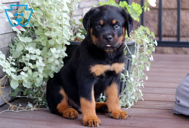 Adorable Rottweiler puppy with a black and tan coat sitting on a wooden deck in front of a leafy potted plant, gazing at the camera with its tongue slightly sticking out. image