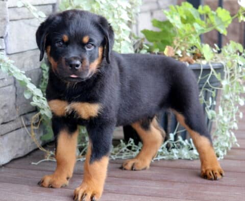 Brock Rottie2