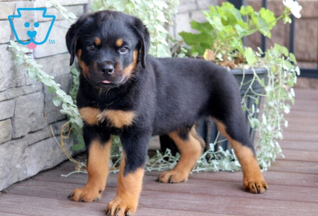 Confident Rottweiler puppy with a shiny black and tan coat standing on a wooden deck near a stone wall and potted greenery, looking at the camera with its tongue slightly out. image