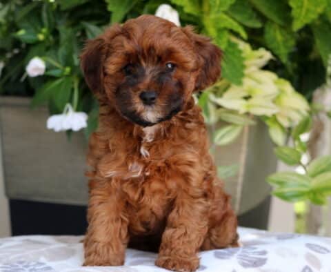 Reddish-brown Yorkiepoo puppy with black markings on the face and a small white patch on the chest sitting on a patterned cushion with leafy green plants and white flowers in the background.