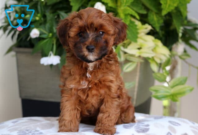 Reddish-brown Yorkiepoo puppy with black markings on the face and a small white patch on the chest sitting on a patterned cushion with leafy green plants and white flowers in the background. image