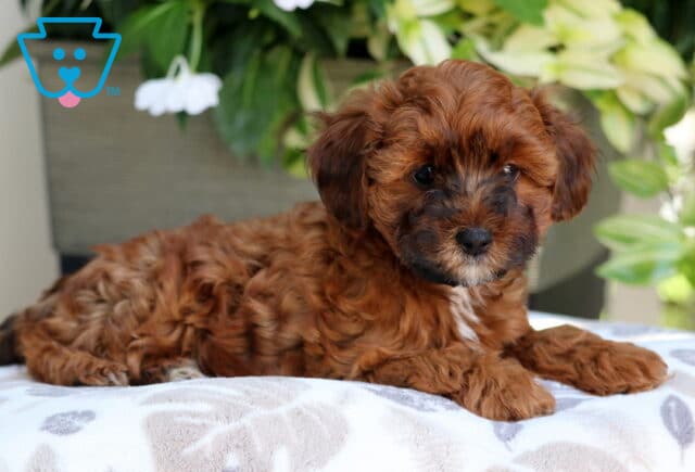 Adorable reddish-brown Yorkiepoo puppy with black facial markings and a white patch on the chest lying on a soft patterned cushion in front of green plants and white flowers. image