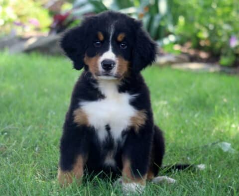Bernese Mountain Dog puppy sitting attentively in a grassy yard, surrounded by greenery, with a soft, alert expression and distinct tri-color markings.