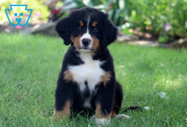 Bernese Mountain Dog puppy sitting attentively in a grassy yard, surrounded by greenery, with a soft, alert expression and distinct tri-color markings. image