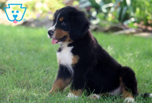 Adorable Bernese Mountain Dog puppy sitting in the grass with its tongue out, showing off its fluffy black, white, and tan coat on a sunny day. image