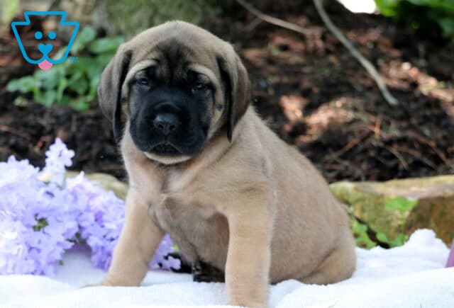 Bubba Mastiff image