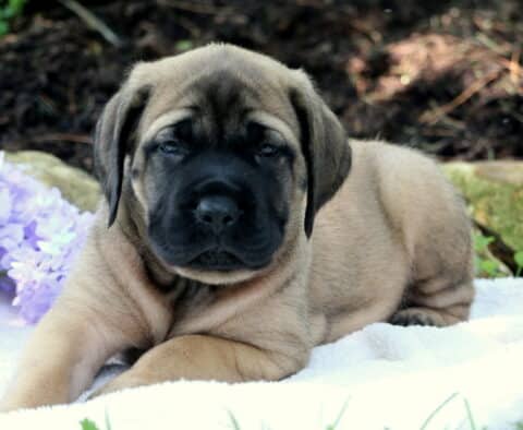 Bubba Mastiff2