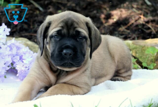 Bubba Mastiff2 image
