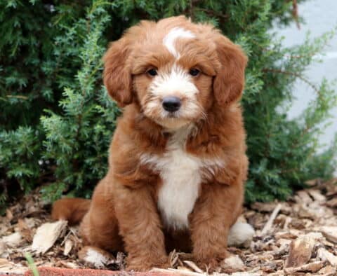 Bubba Mini Goldendoodle