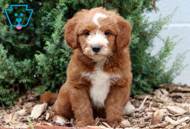 Fluffy Mini Goldendoodle puppy with rich reddish-brown fur and a white blaze on its face and chest, sitting in front of green shrubbery. image