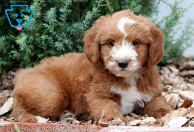 Red Mini Goldendoodle puppy with a white chest and blaze, lying on mulch in front of evergreen bushes, looking calmly at the camera. image