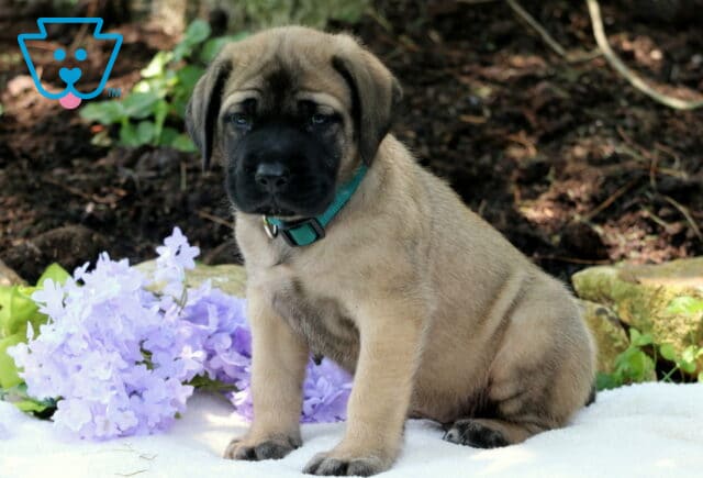Light fawn English Mastiff puppy with a dark face and teal collar sitting on a soft white blanket beside a bunch of light purple flowers in a garden. image