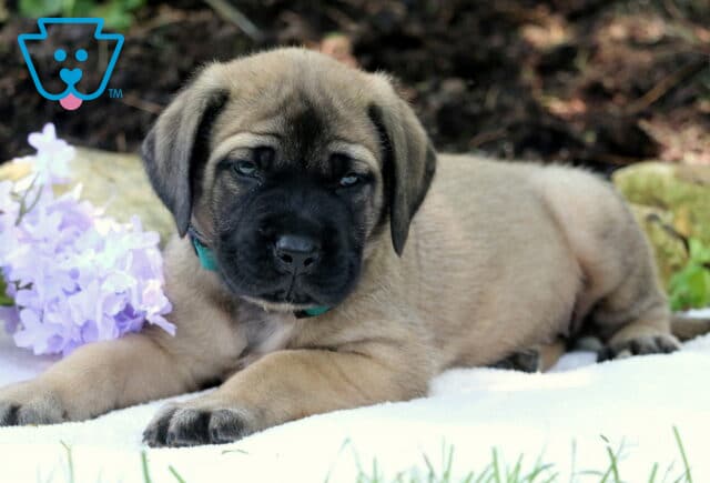 Fawn-colored English Mastiff puppy with a dark face and teal collar lying on a white blanket next to light purple flowers in a shaded outdoor setting. image