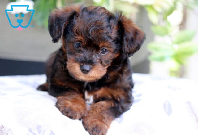 Black and tan Yorkiepoo puppy with soft wavy fur and a small white patch on the chest lying on a light-colored blanket with green plants in the background. image