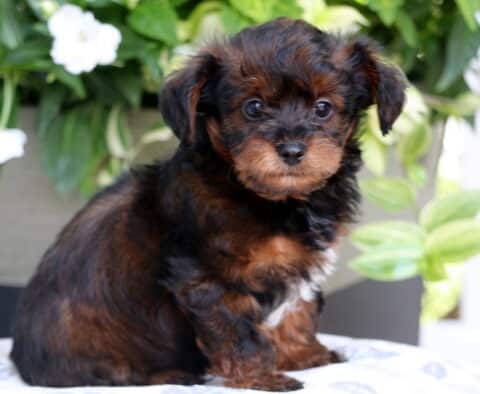 Small black and tan Yorkiepoo puppy with a fluffy coat and a white patch on the chest sitting on a patterned cushion in front of green plants with white flowers.