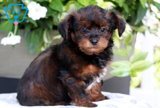 Small black and tan Yorkiepoo puppy with a fluffy coat and a white patch on the chest sitting on a patterned cushion in front of green plants with white flowers. image