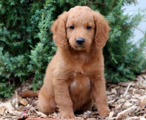 Buckwheat Mini Goldendoodle