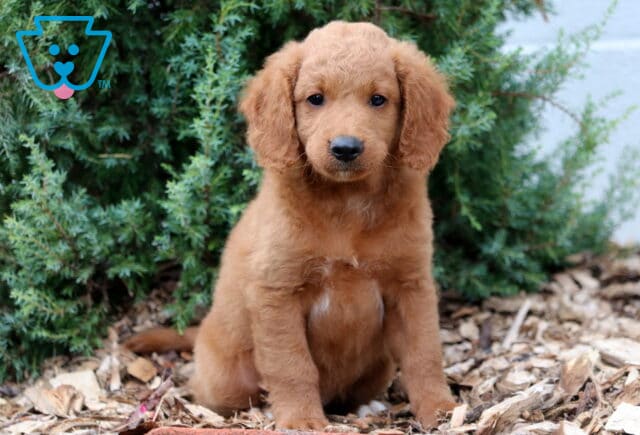 Sweet-faced Mini Goldendoodle puppy with a soft red coat sitting upright on mulch, framed by green shrubbery in the background. image
