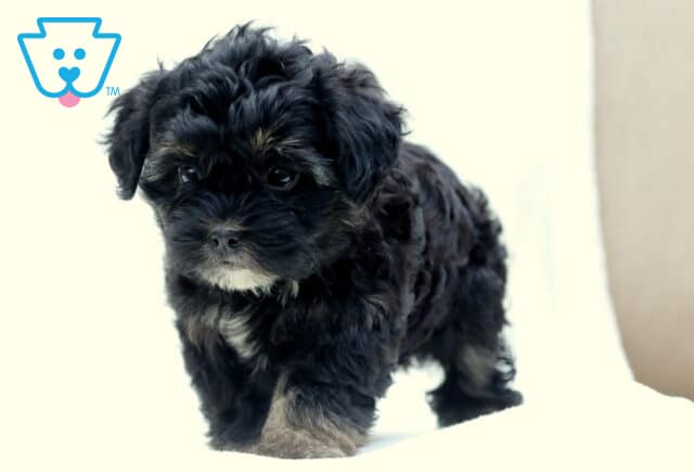 Small black Poodle mix puppy with soft, curly fur and tan markings on its paws and face, standing on a white surface with a curious expression. image