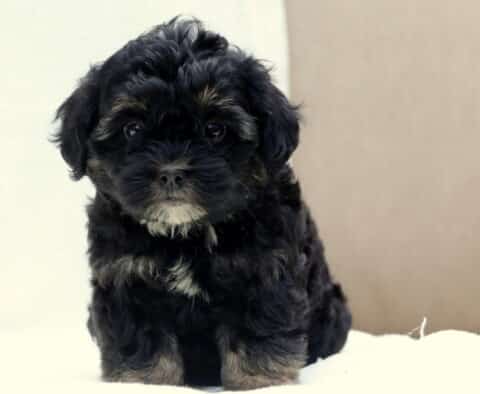 Fluffy black Poodle mix puppy with tan and white markings on its face, chest, and paws, sitting on a white blanket with a curious and wide-eyed expression.