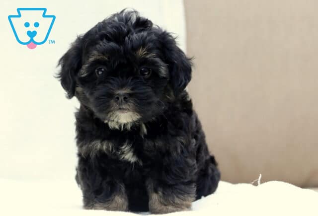 Fluffy black Poodle mix puppy with tan and white markings on its face, chest, and paws, sitting on a white blanket with a curious and wide-eyed expression. image