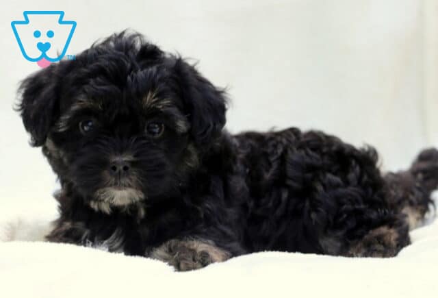 Black Poodle mix puppy with tan and cream markings on its face, chest, and paws, lying on a white blanket and gazing sweetly at the camera. image
