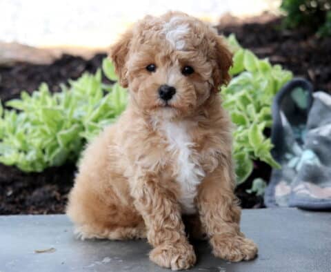 Buddy Bichpoo