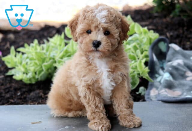 Adorable apricot Bichpoo puppy with a white chest and forehead patch sitting on a stone surface, surrounded by green plants and a soft paw print blanket in the background. image